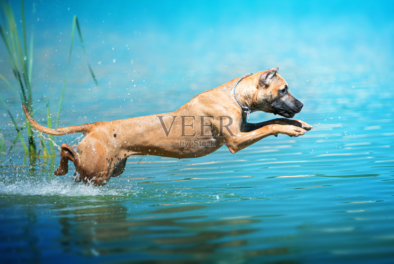 狗跳进水里照片摄影图片