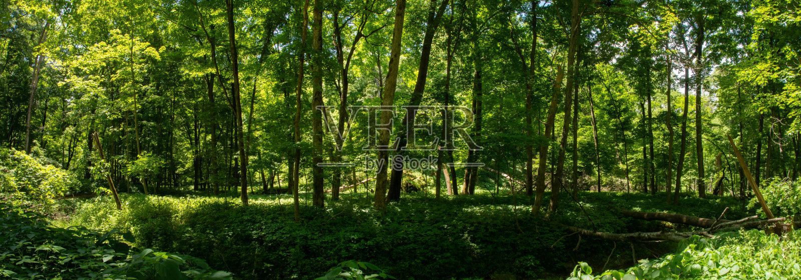 马科塔洞穴国家公园-森林全景照片摄影图片