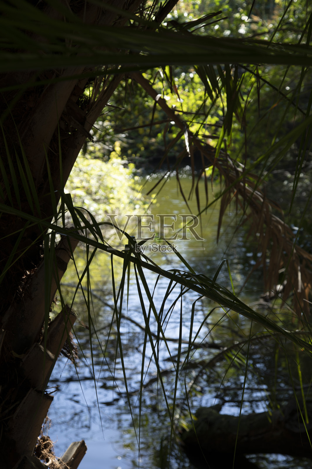 阳光照耀的热带河流照片摄影图片