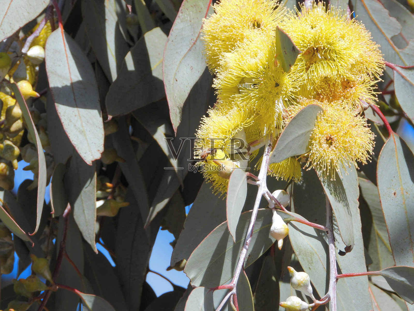 霍普顿澳大利亚维多利亚照片摄影图片