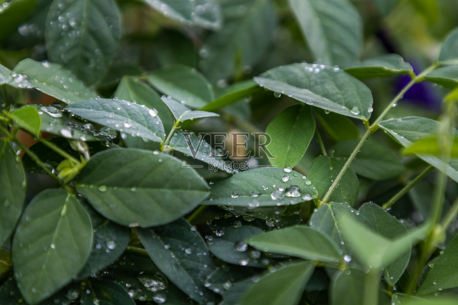 水珠落在花园的豌豆叶上。照片摄影图片