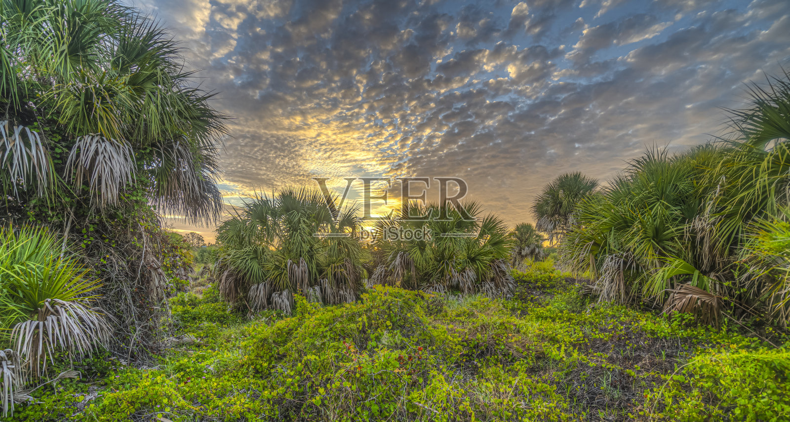 佛罗里达清晨的天空照片摄影图片