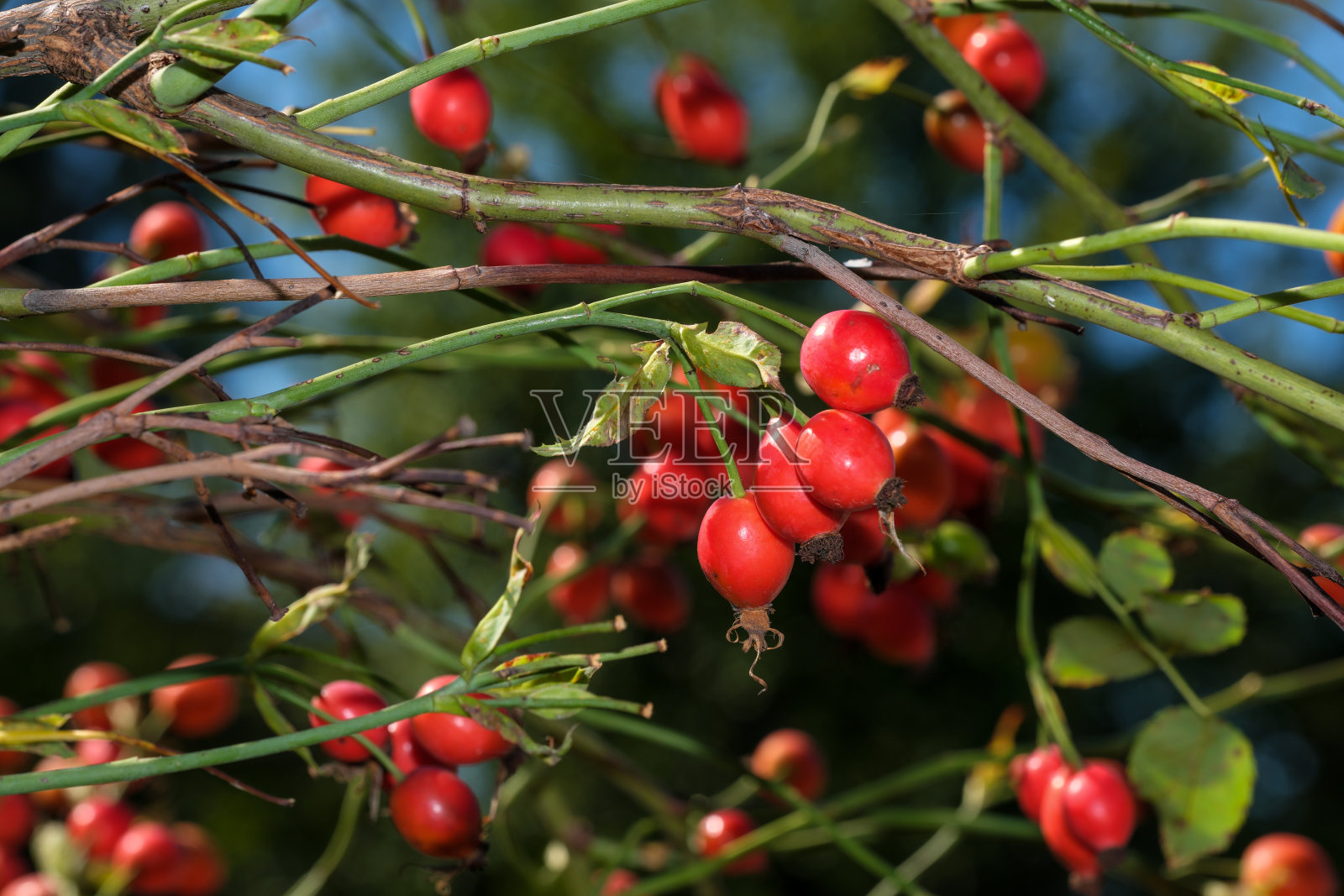 红玫瑰果照片摄影图片