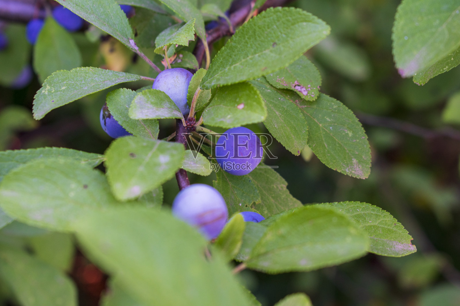 森林野生李子照片摄影图片