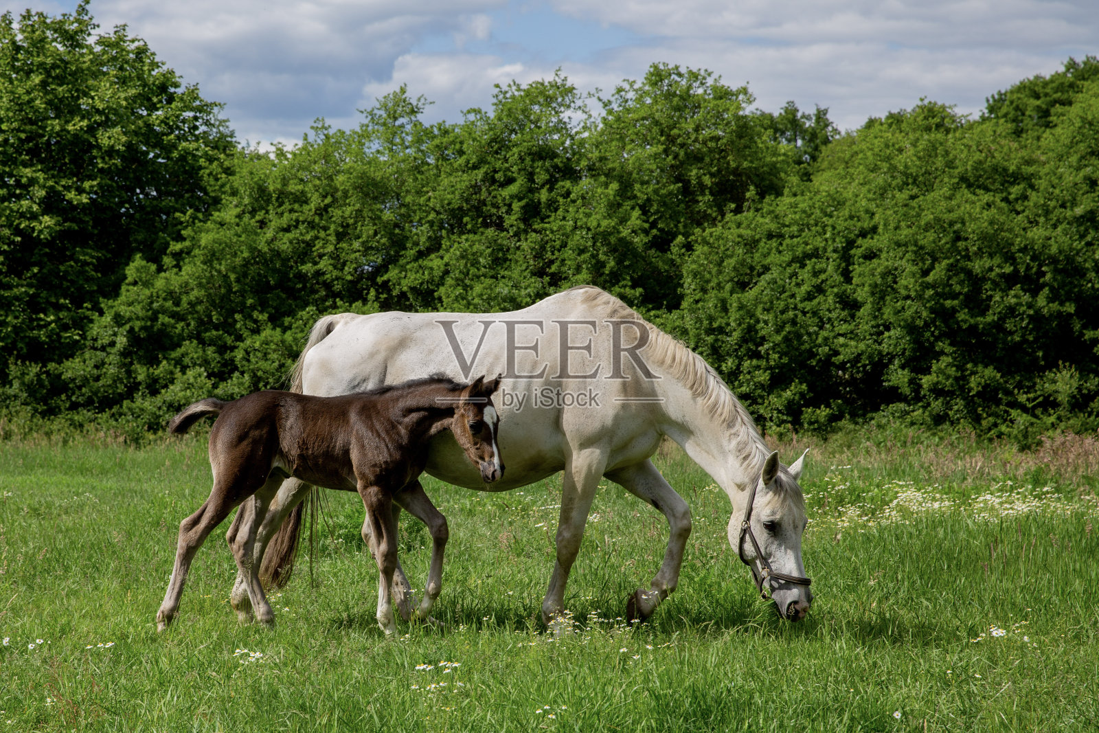 马在自然界中照片摄影图片