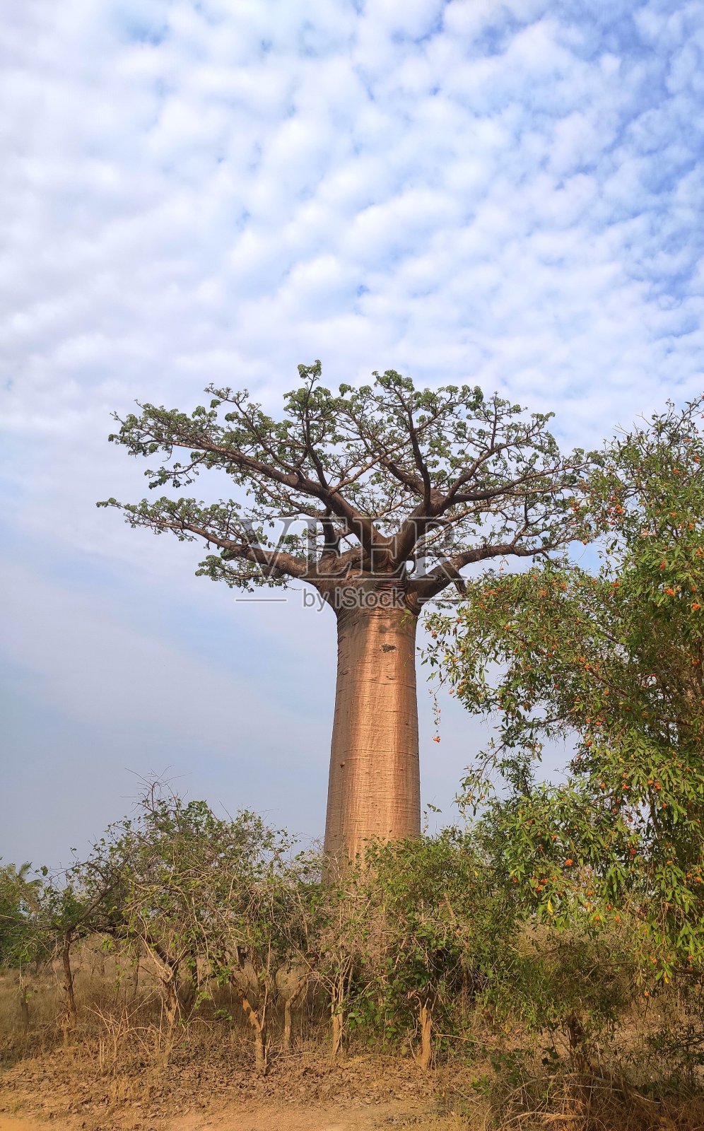 猴面包树树照片摄影图片