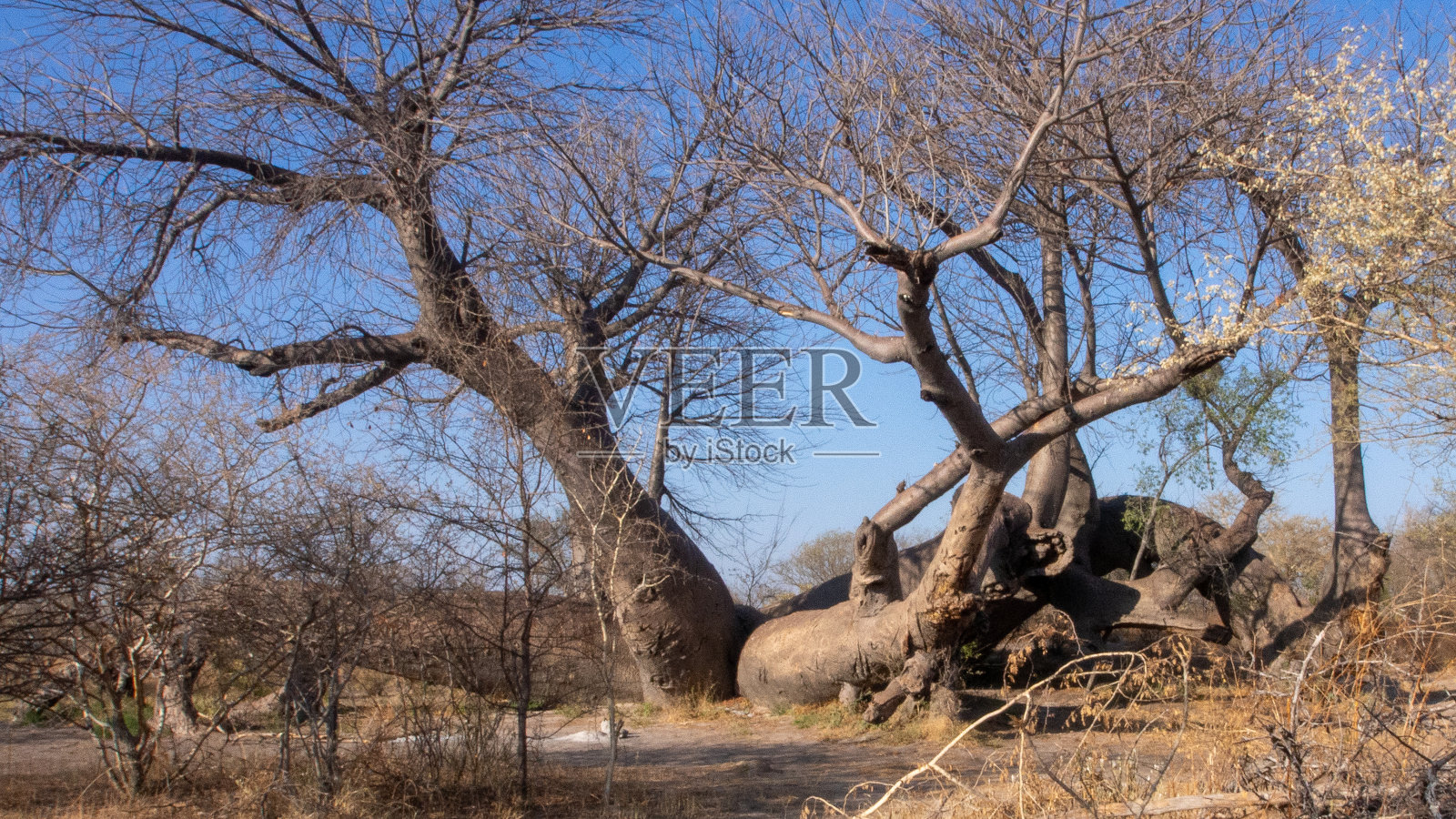 多尔斯兰徒步猴面包树位于纳米比亚北部。这棵树大约有2100年的历史，据估计是纳米比亚最古老的树照片摄影图片