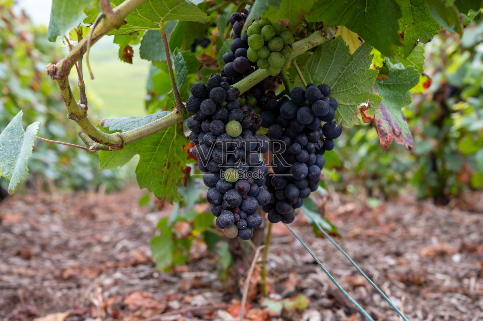 在法国香槟的Verzenay附近的Montagne de Reims著名香槟庄的绿色黑皮诺特级葡萄园照片摄影图片