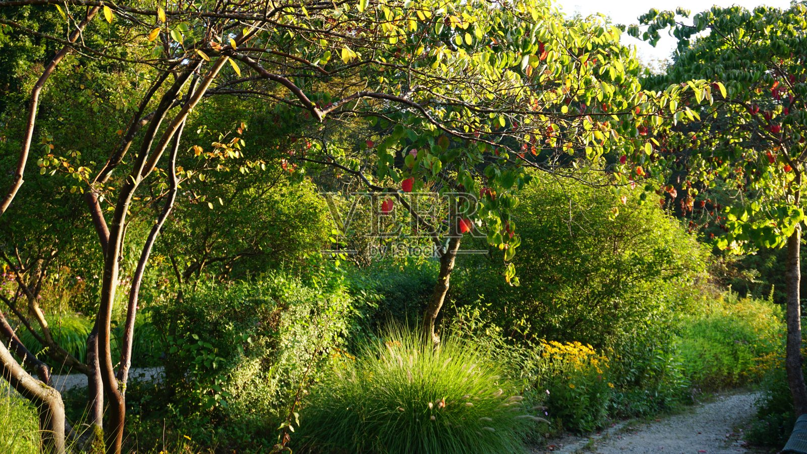 森林1照片摄影图片