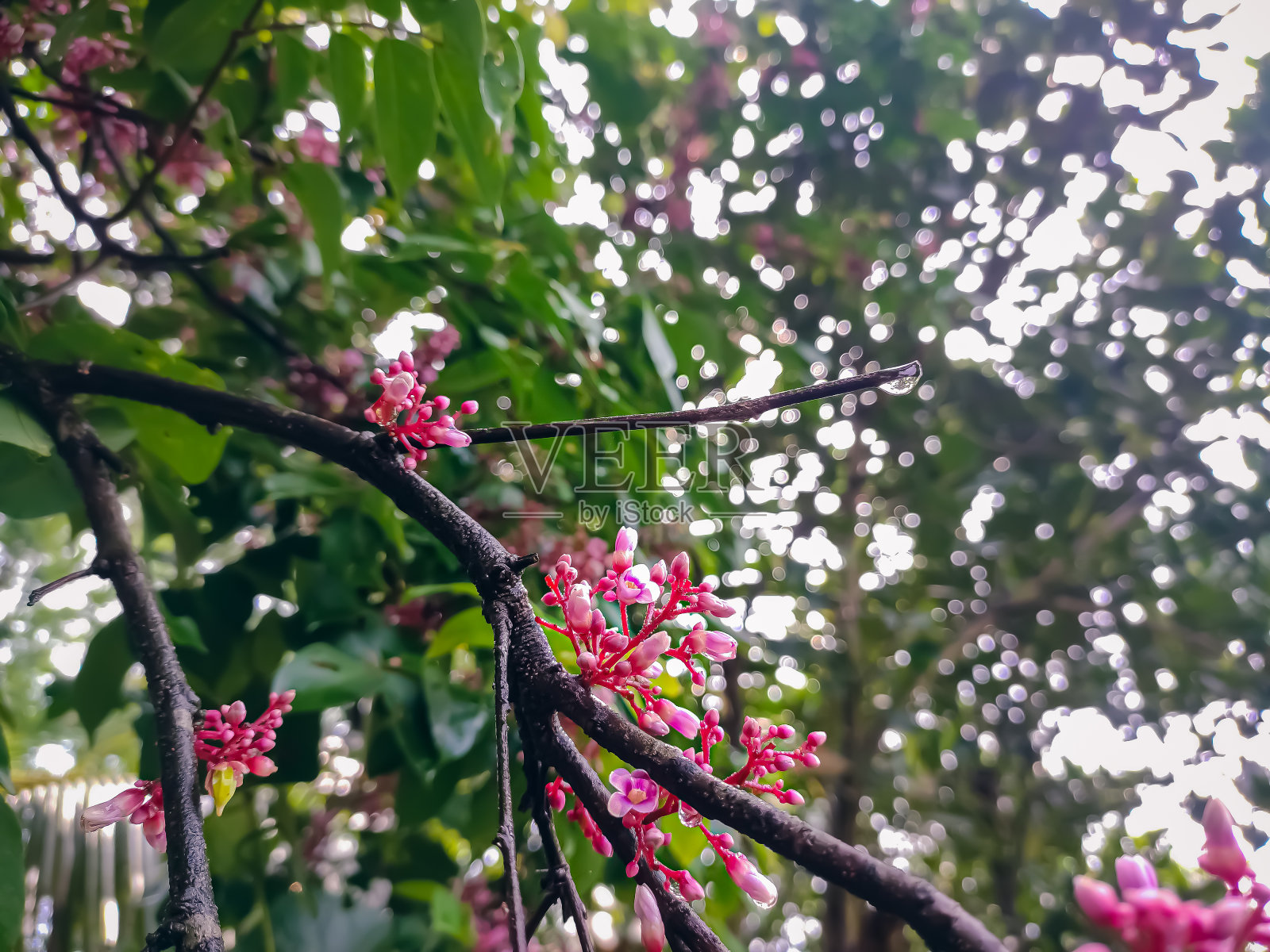 杨桃，也被称为杨桃或五指，是Averrhoa Carambola的果实，一种原产于热带东南亚的树种。照片摄影图片