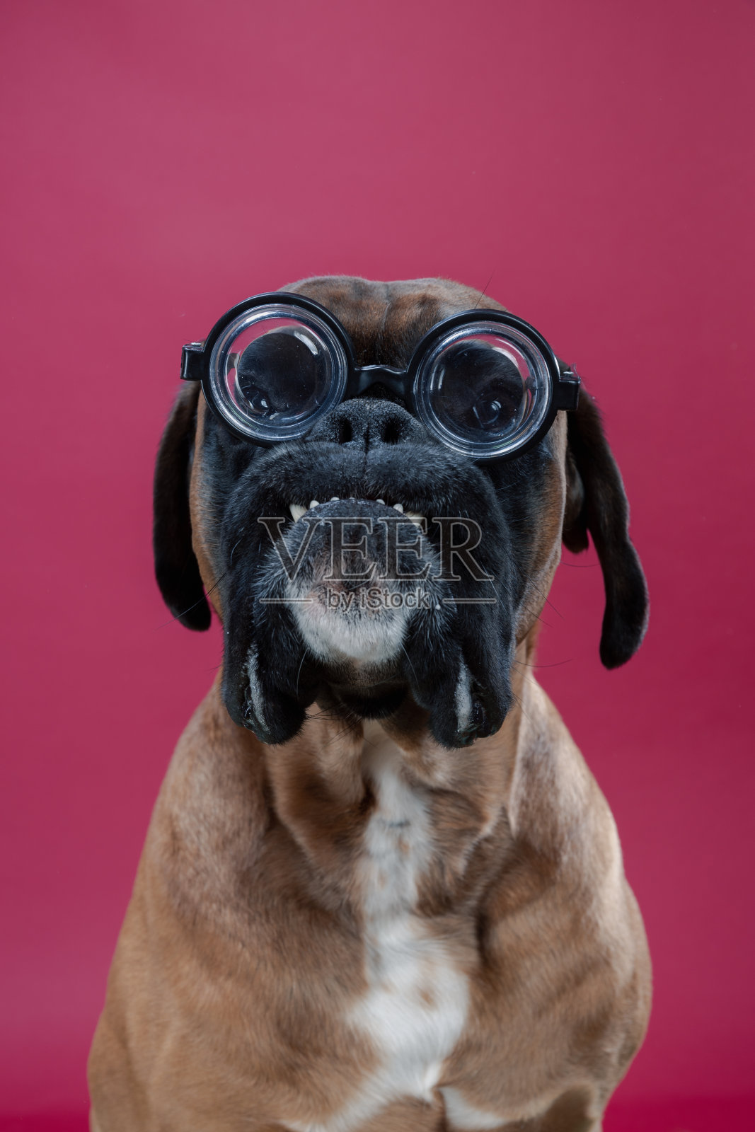 近距离拍摄的拳击手狗戴黑色花式眼镜在粉红色的背景。照片摄影图片