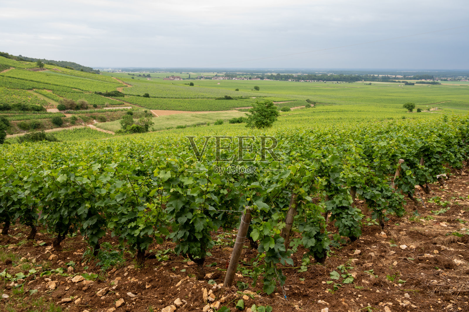 绿色特级酒庄和特级酒庄，种植着成排的黑皮诺葡萄，酿造法国东部勃艮第地区著名的勃艮第红葡萄酒。照片摄影图片