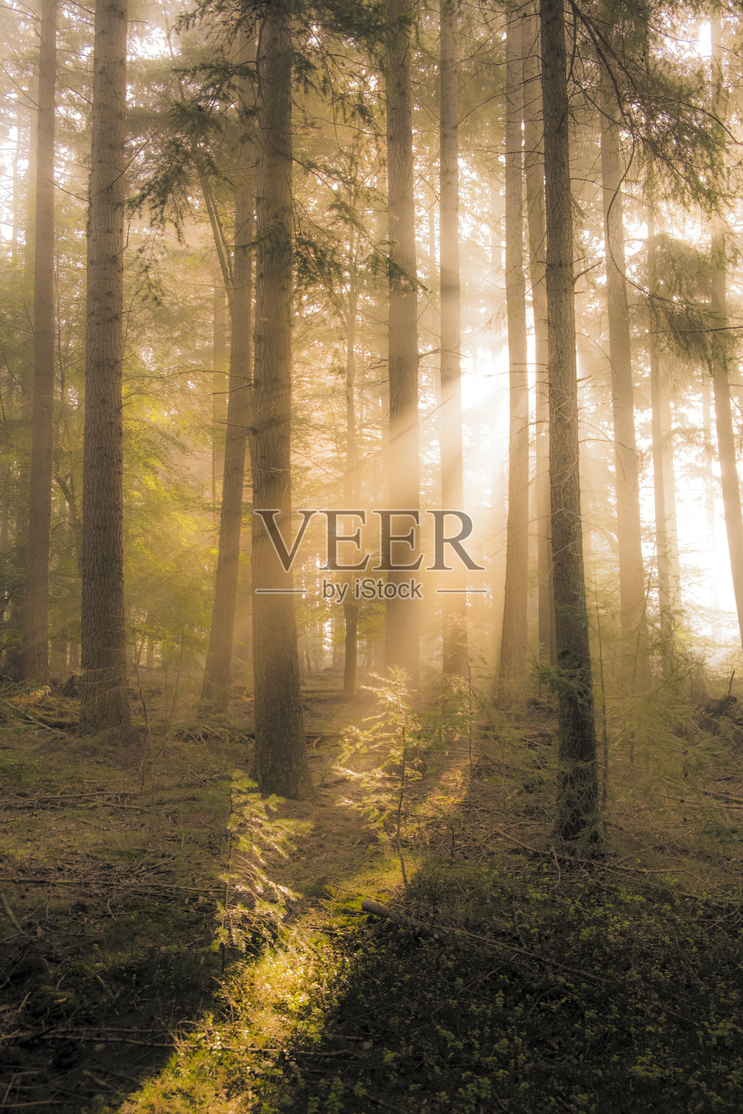 松林景观在一个雾蒙蒙的秋天早晨阳光透过树冠照片摄影图片