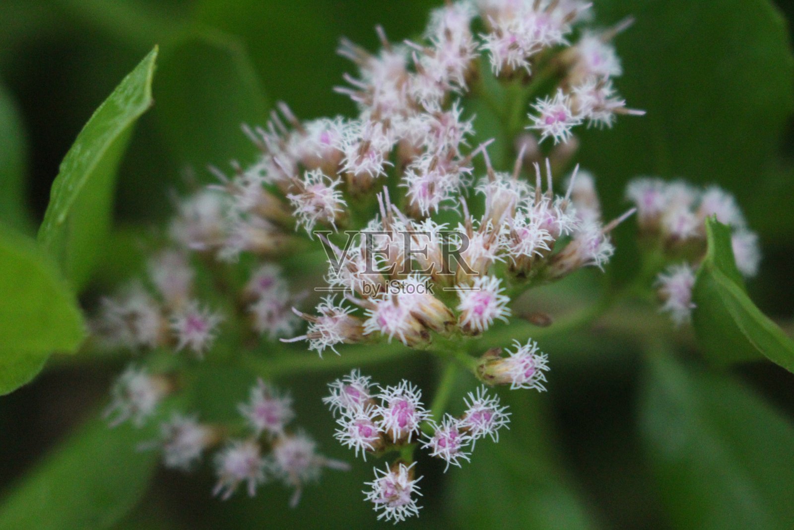 花。照片摄影图片