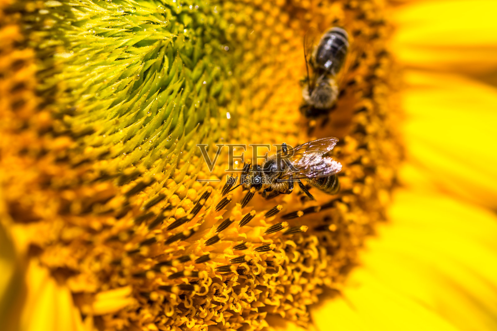 向日葵与蜜蜂的田野景观。向日葵字段视图。向日葵和蜜蜂照片摄影图片