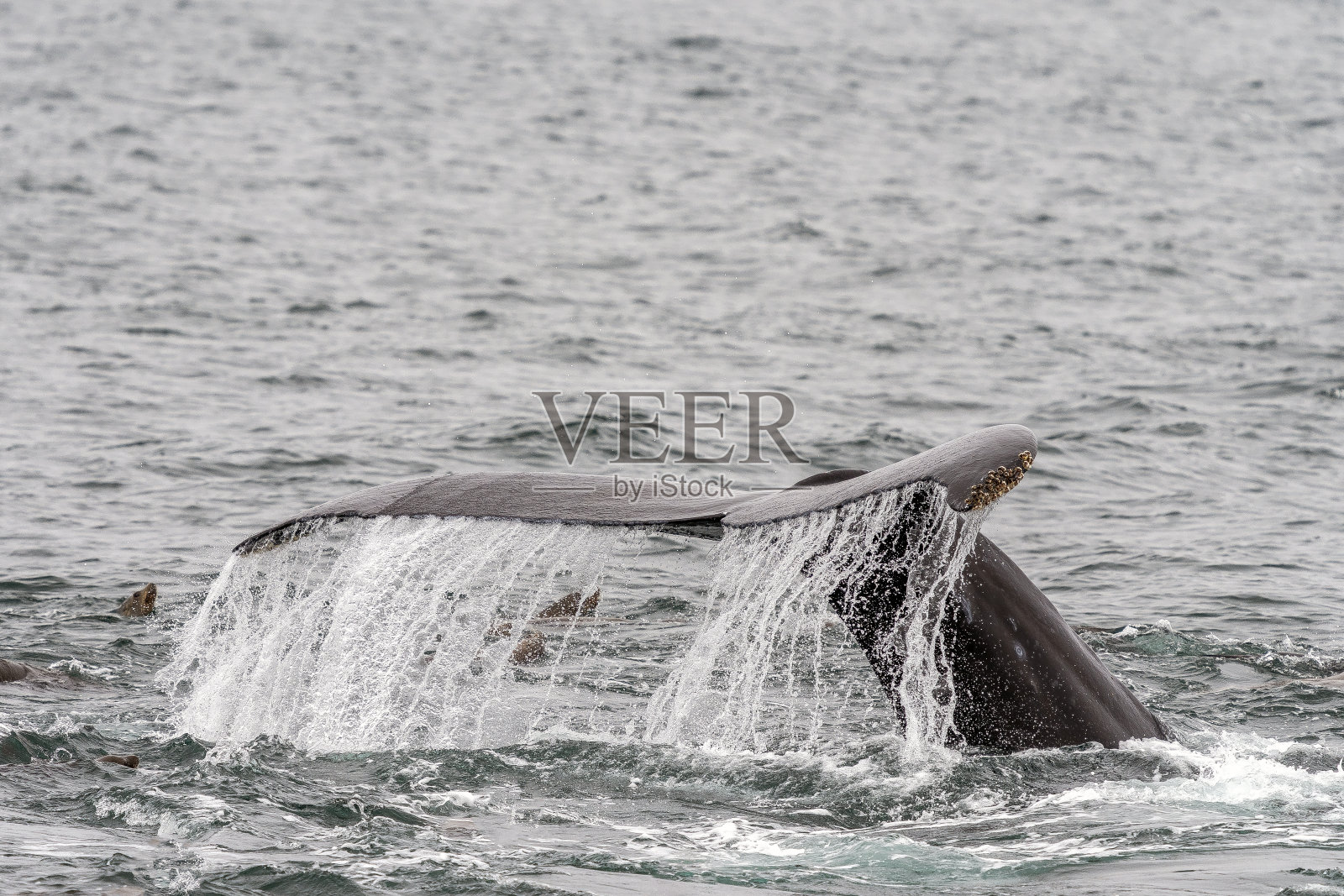 座头鲸加利福尼亚蒙特利湾照片摄影图片