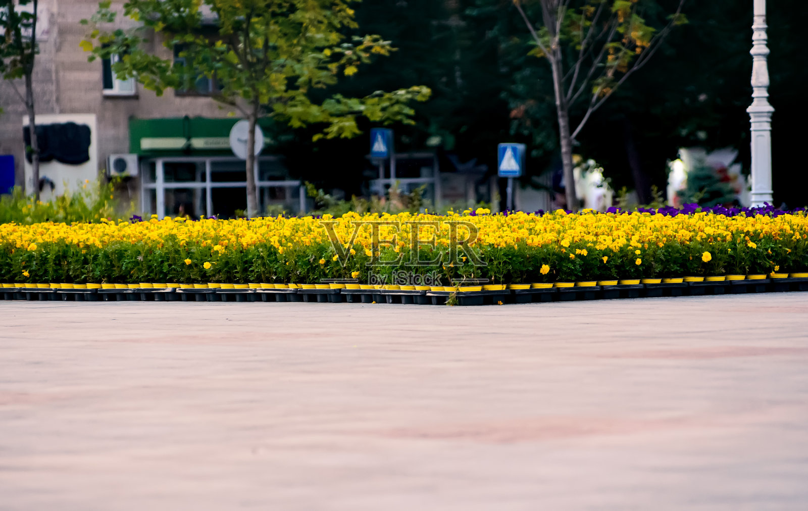 街上的花盆里有黄色的花照片摄影图片