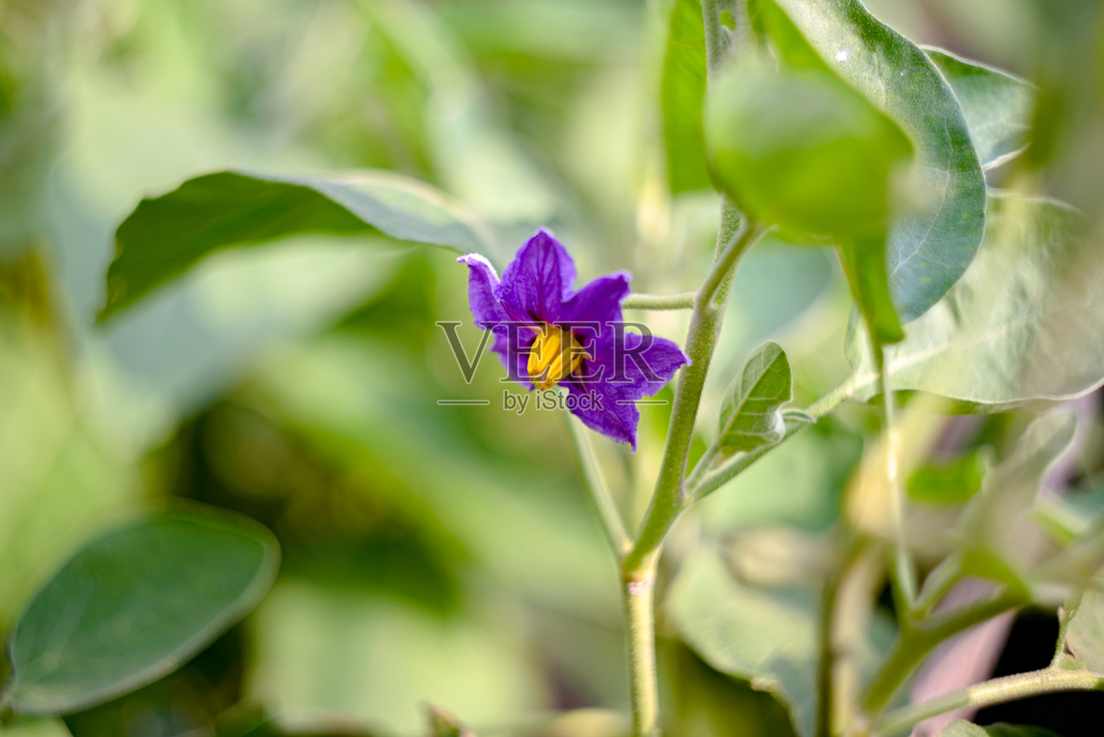 绿色背景上的紫罗兰色茄子花照片摄影图片