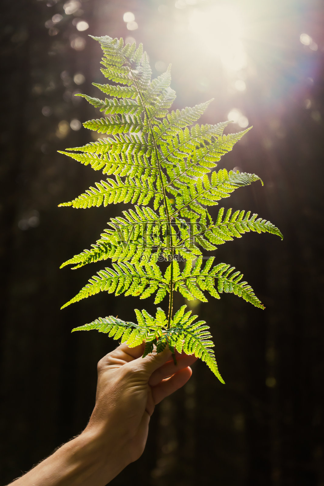 在阳光明媚的森林里，男人的手捧着一株蕨类植物照片摄影图片