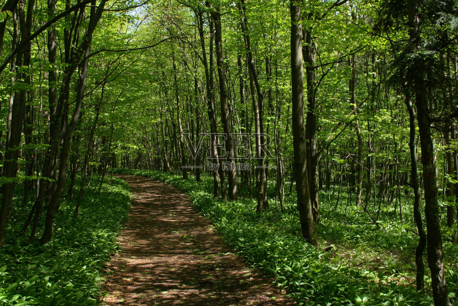 春天在布尔根兰的落叶林，奥地利，欧洲照片摄影图片