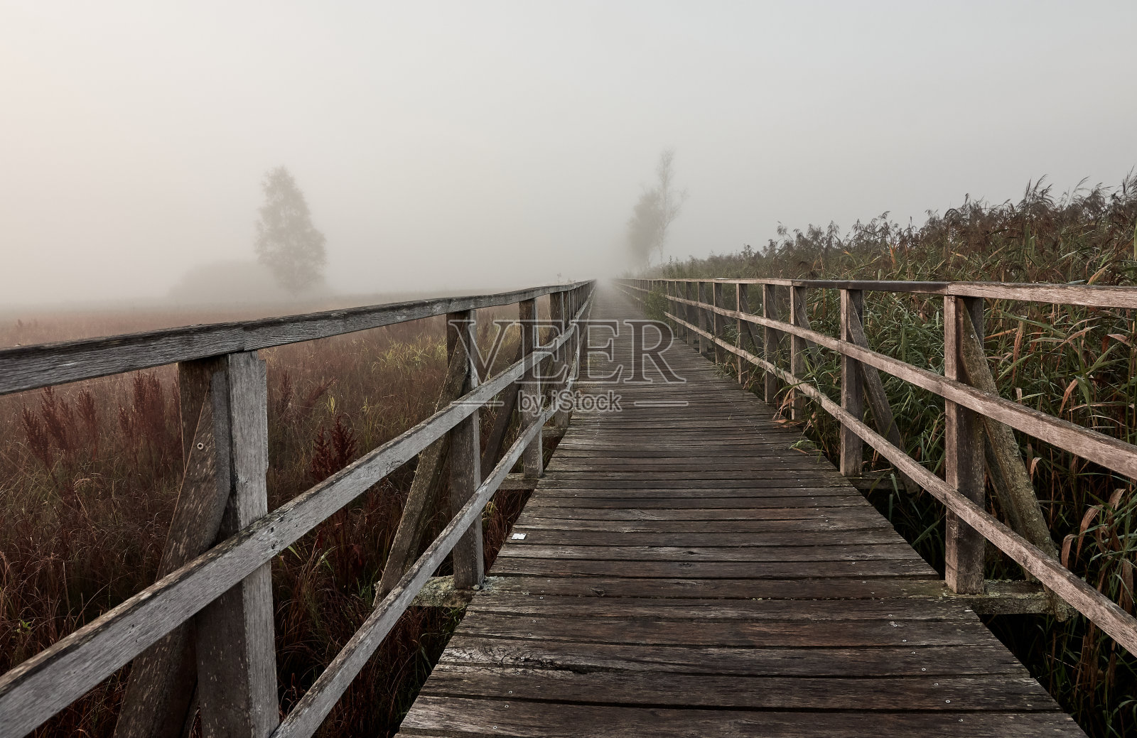 清晨，在巴特布考，Federseesteg木制木板路穿过雾蒙蒙的芦苇地照片摄影图片