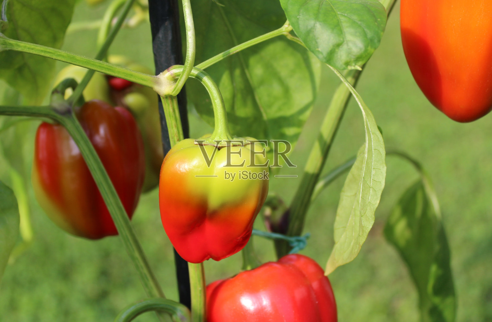 花园里未熟的胡椒照片摄影图片