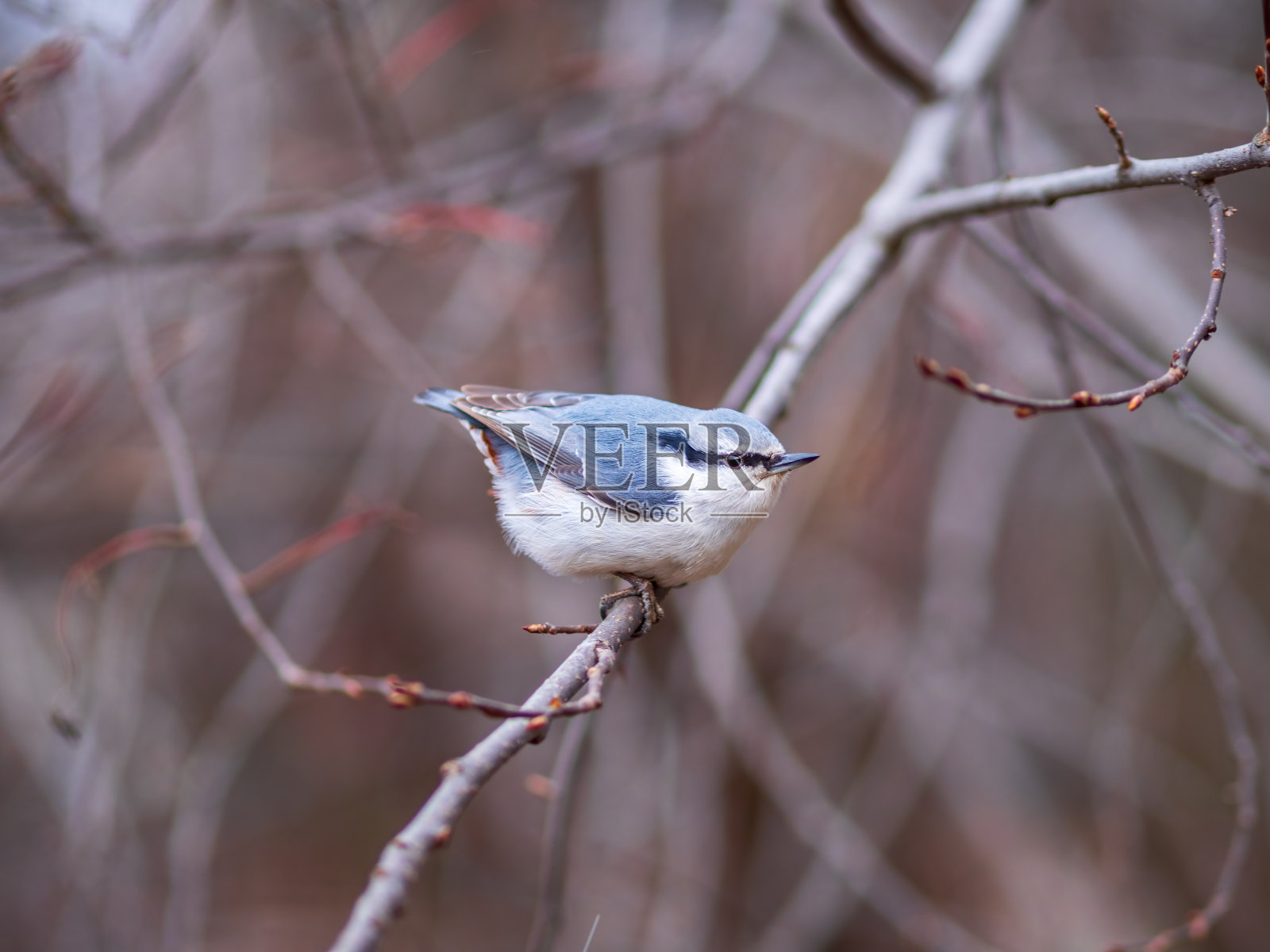 欧亚坚果草或木坚果草。欧洲的Sitta，坐在树枝上，背景模糊。照片摄影图片