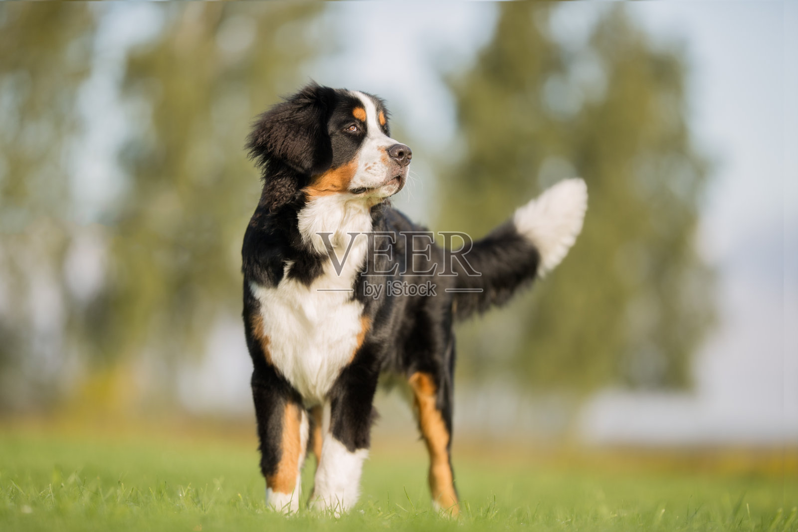 漂亮的狗照片摄影图片