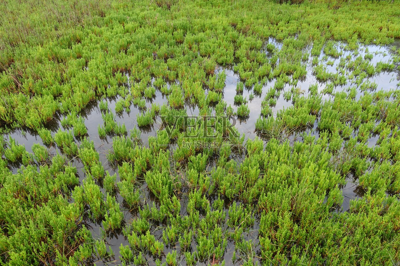 海岸沼泽布列塔尼湿地Finistère法国照片摄影图片