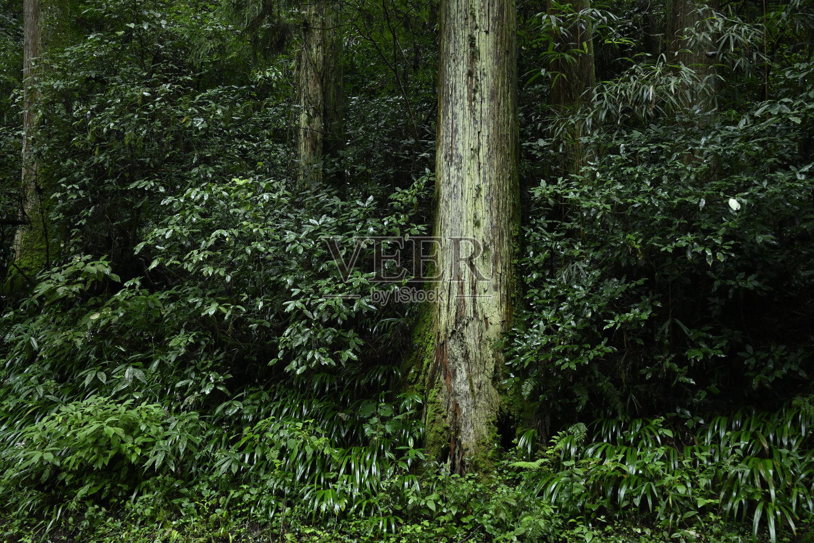 高雄山2021- 8月(日本东京八王子)照片摄影图片