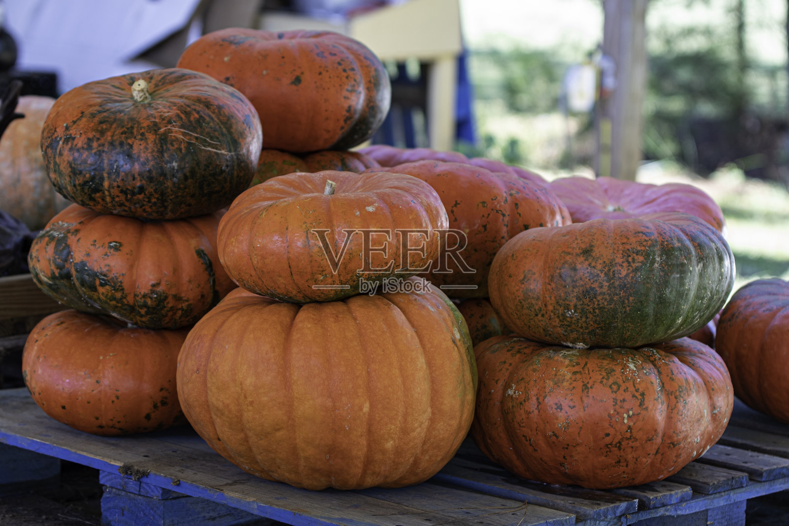 托盘上有一大群灰姑娘南瓜照片摄影图片