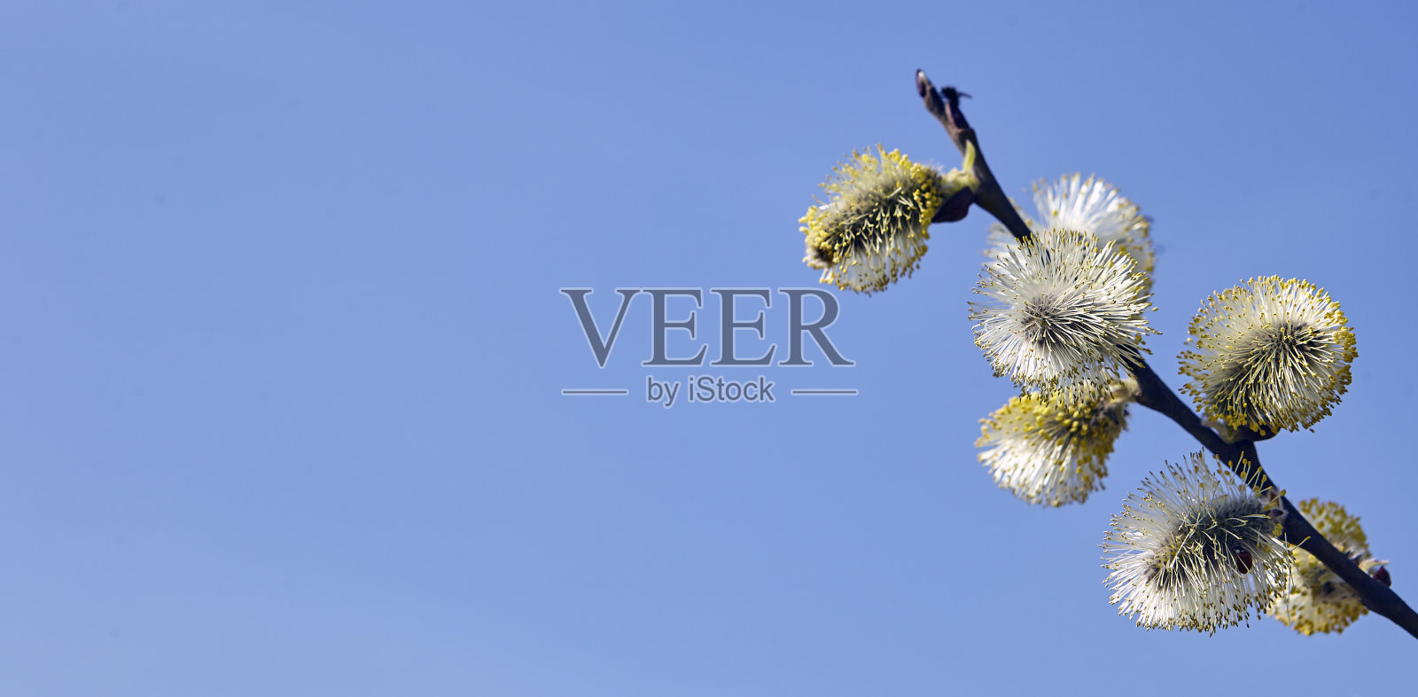 羊柳，羊柳，在春日晴空开花照片摄影图片