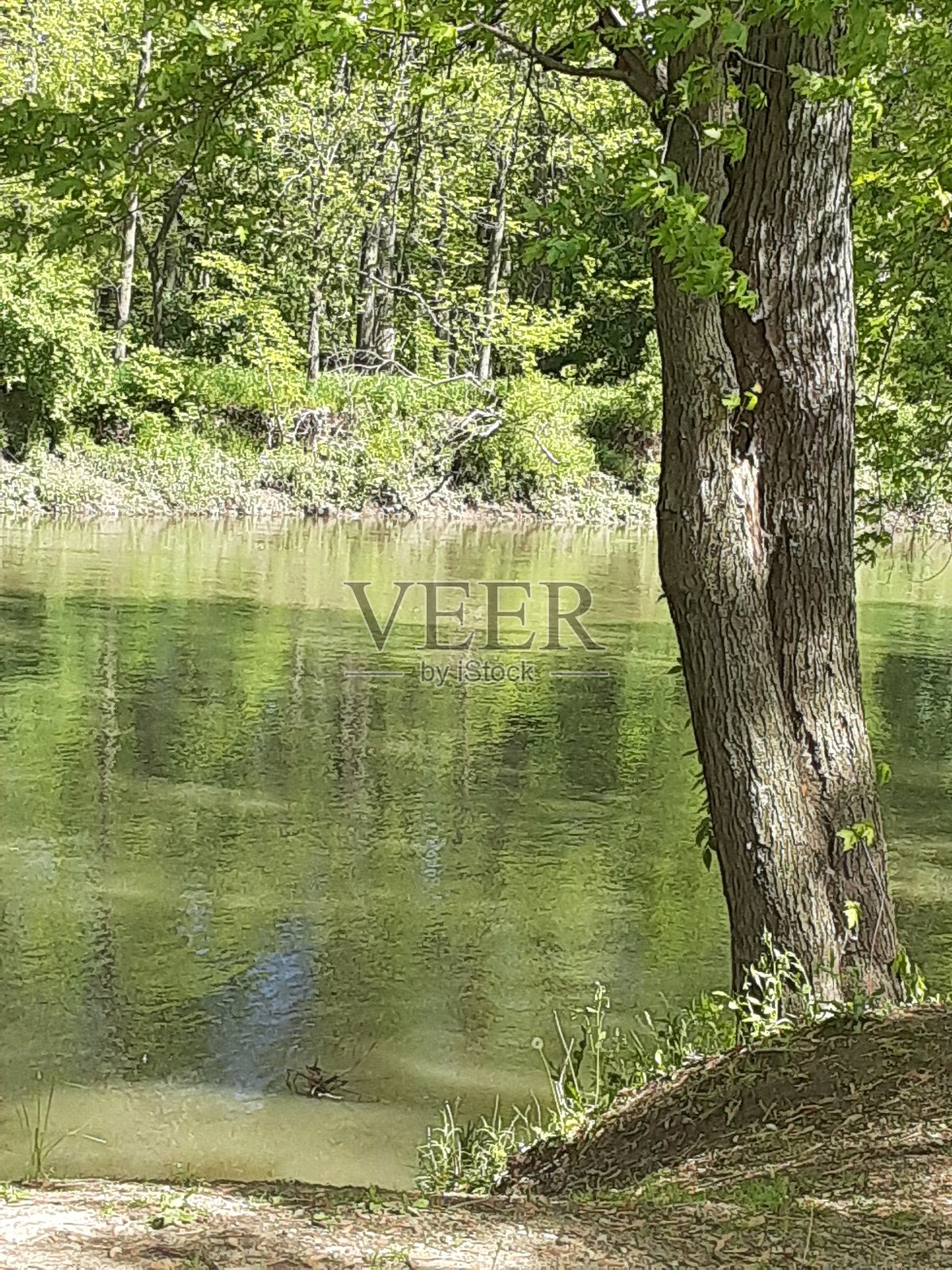 伊利诺斯州中部的麦基诺河照片摄影图片