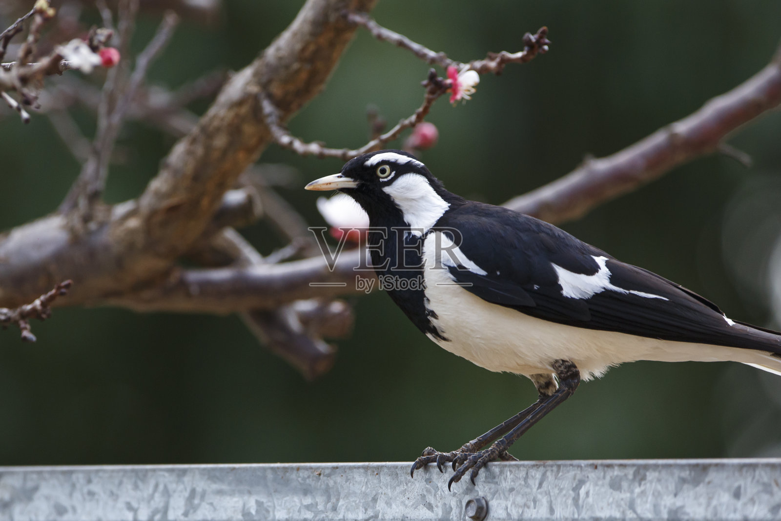 金属栅栏上的喜鹊云雀照片摄影图片