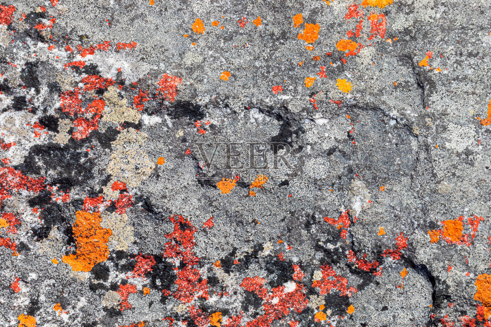 宏观纹理的桔红色地衣苔藓生长在山上的岩石"t照片摄影图片