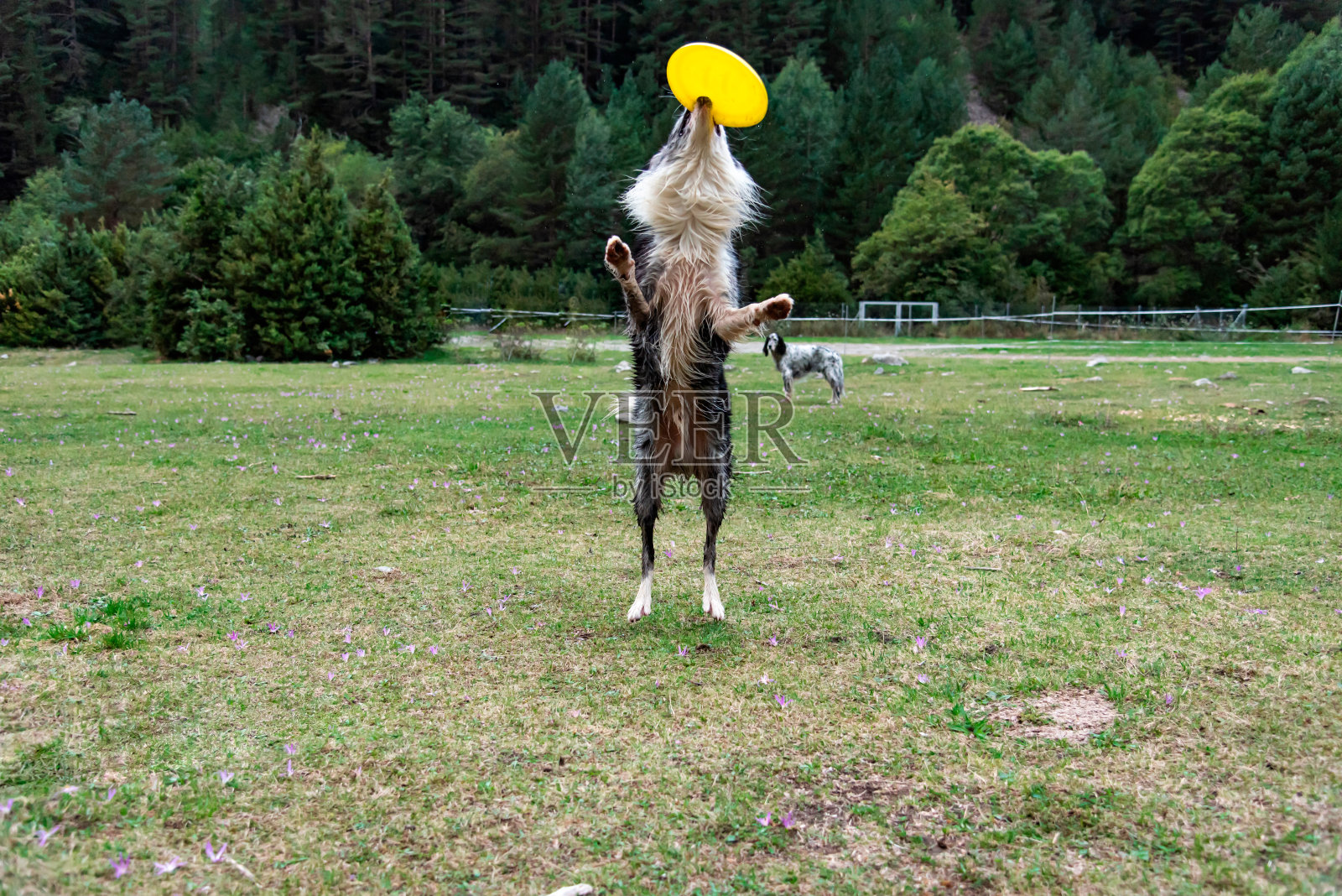 游戏与狗训练的性质照片摄影图片