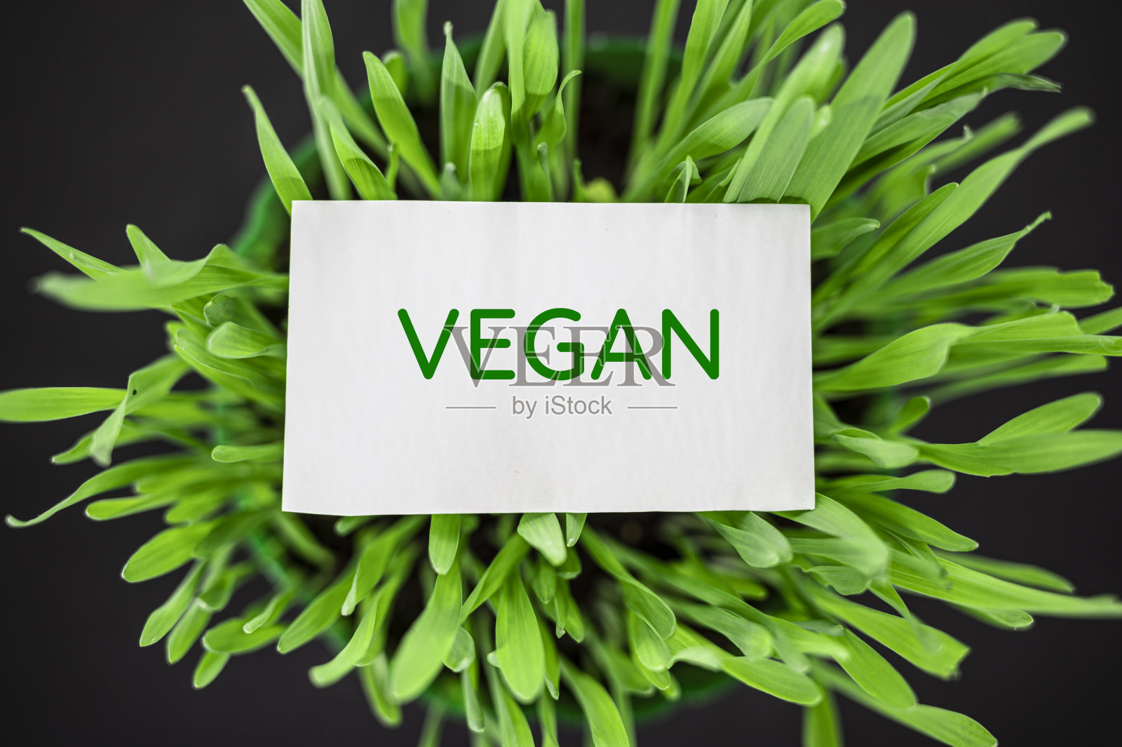 绿色草地的顶部视图与文本素食照片摄影图片