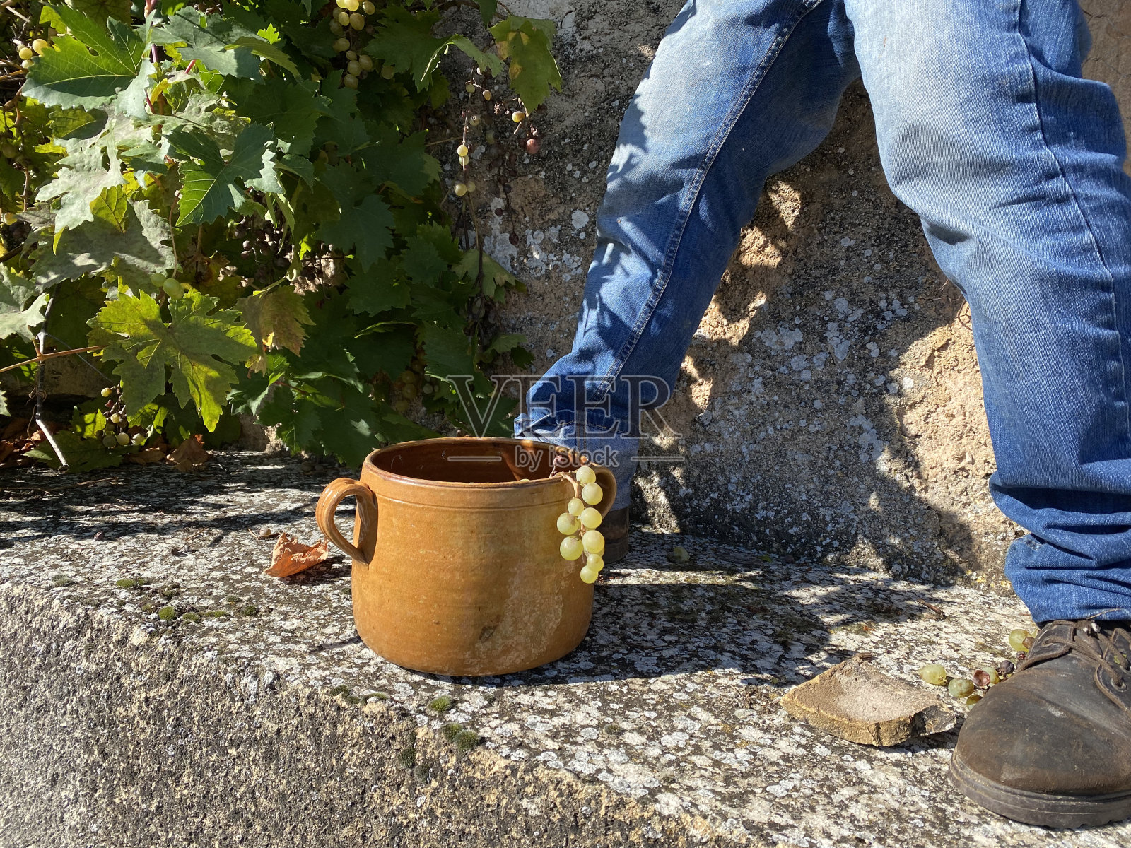 IMG_6742葡萄照片摄影图片