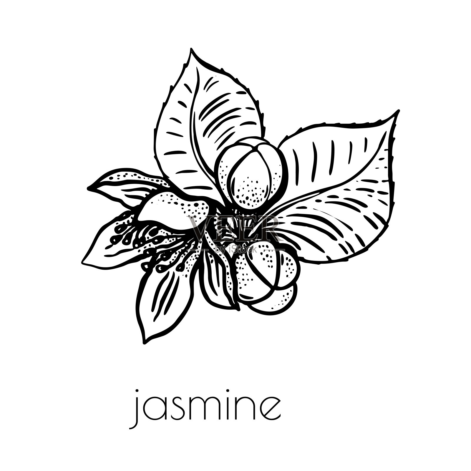 线条艺术茉莉花素描装饰设计。手绘简单的复古插图。线的艺术。插画图片素材