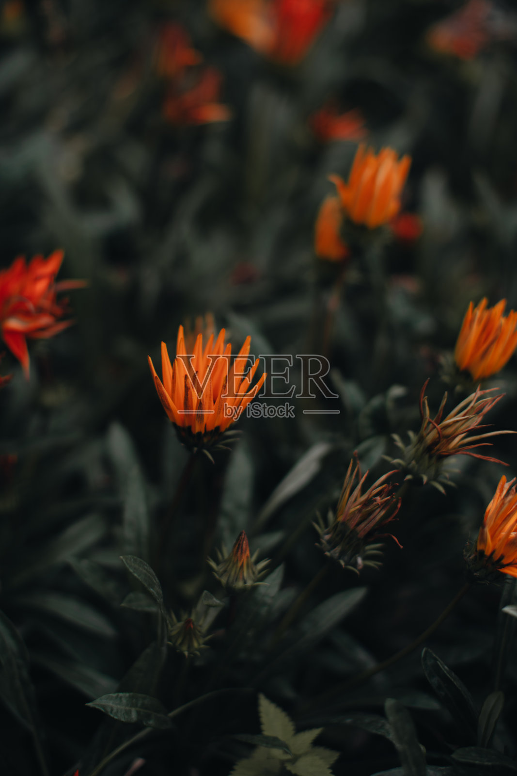 奇异的橙色鲜艳的花蕾在秋天的大自然中生长。花的自然有机背景芳香疗法，水疗，香水。照片摄影图片