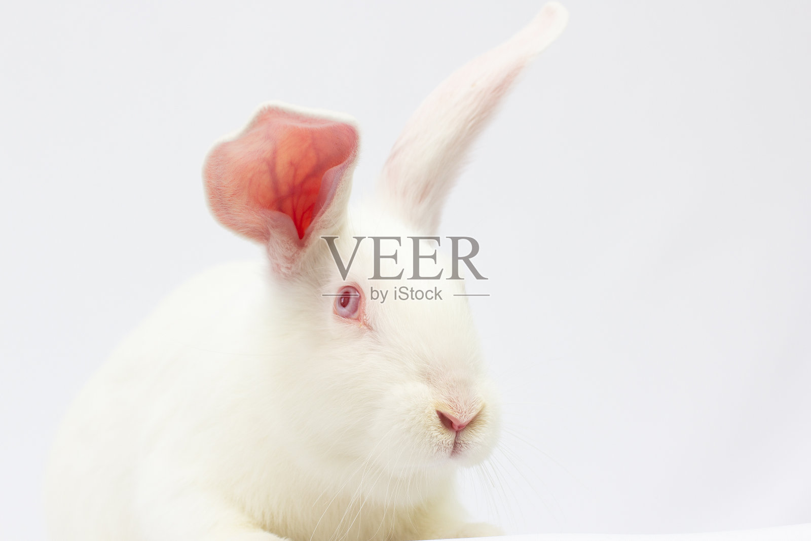 小白兔。在白色背景上隔离照片摄影图片