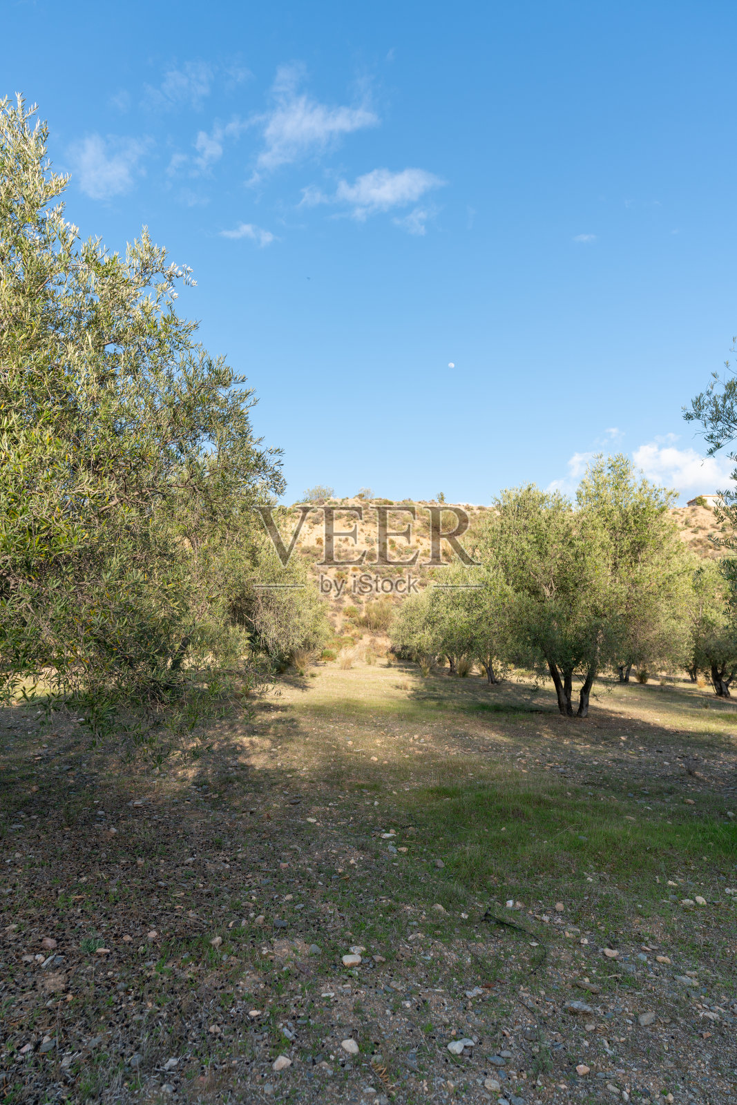 生长在西班牙南部的橄榄照片摄影图片