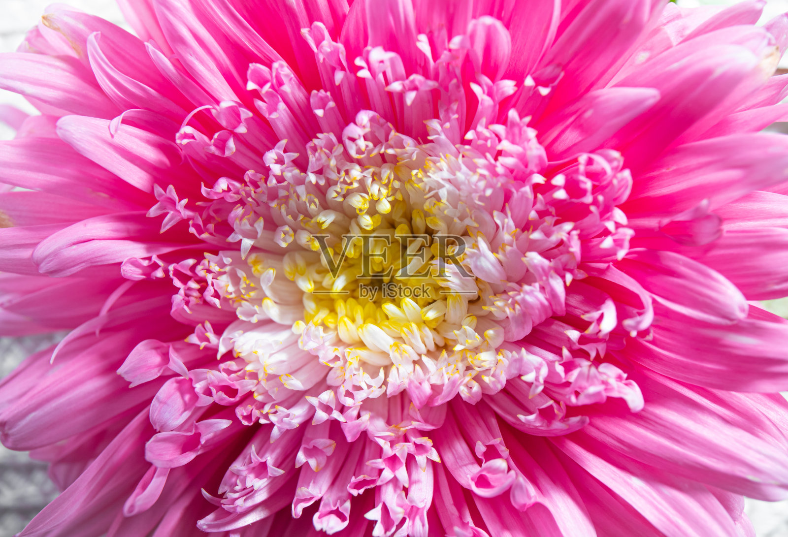 近观粉红色粉扑紫菀或花粉扑浅滩层花瓣。墙壁艺术或背景概念。照片摄影图片