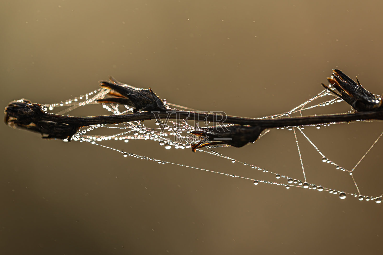 一个干燥的植物的特写，蜘蛛网上覆盖着露水。照片摄影图片