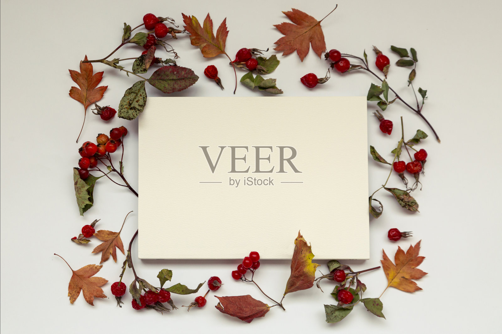 秋天的背景与复制空间。白色的空白秋叶和浆果在白色的背景上。照片摄影图片