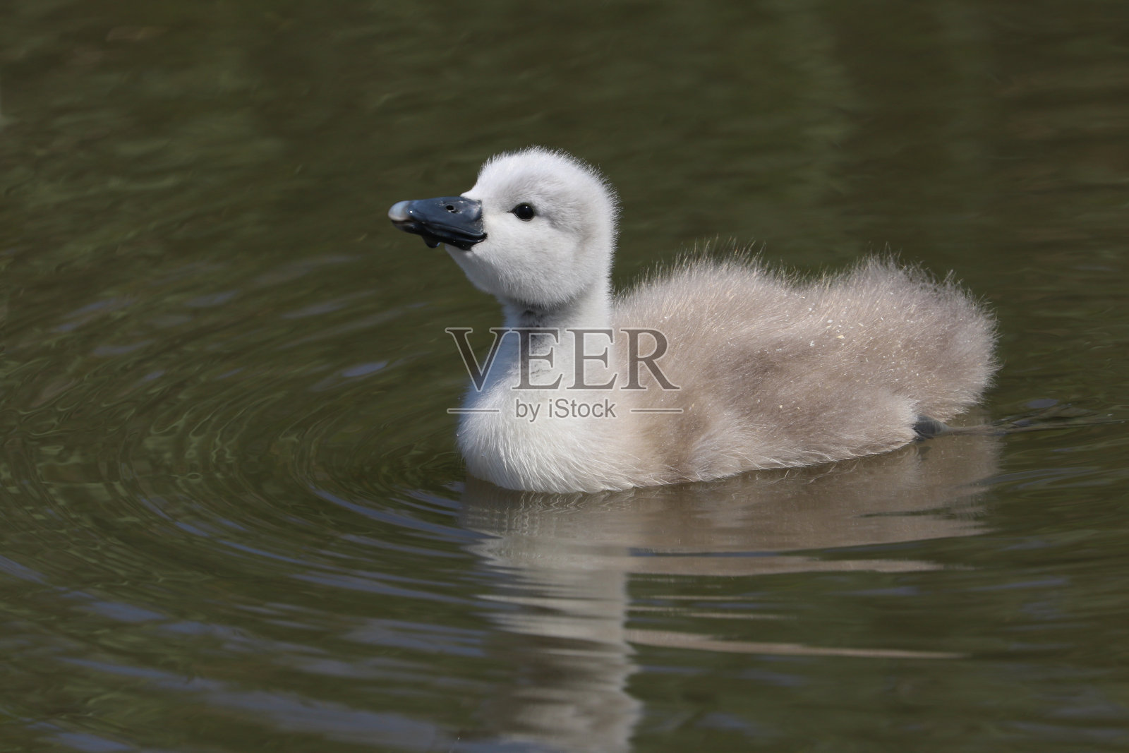 疣鼻天鹅(天鹅色)照片摄影图片