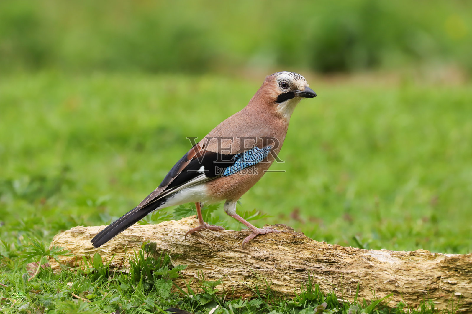 欧亚松鸦(大松鸦)照片摄影图片