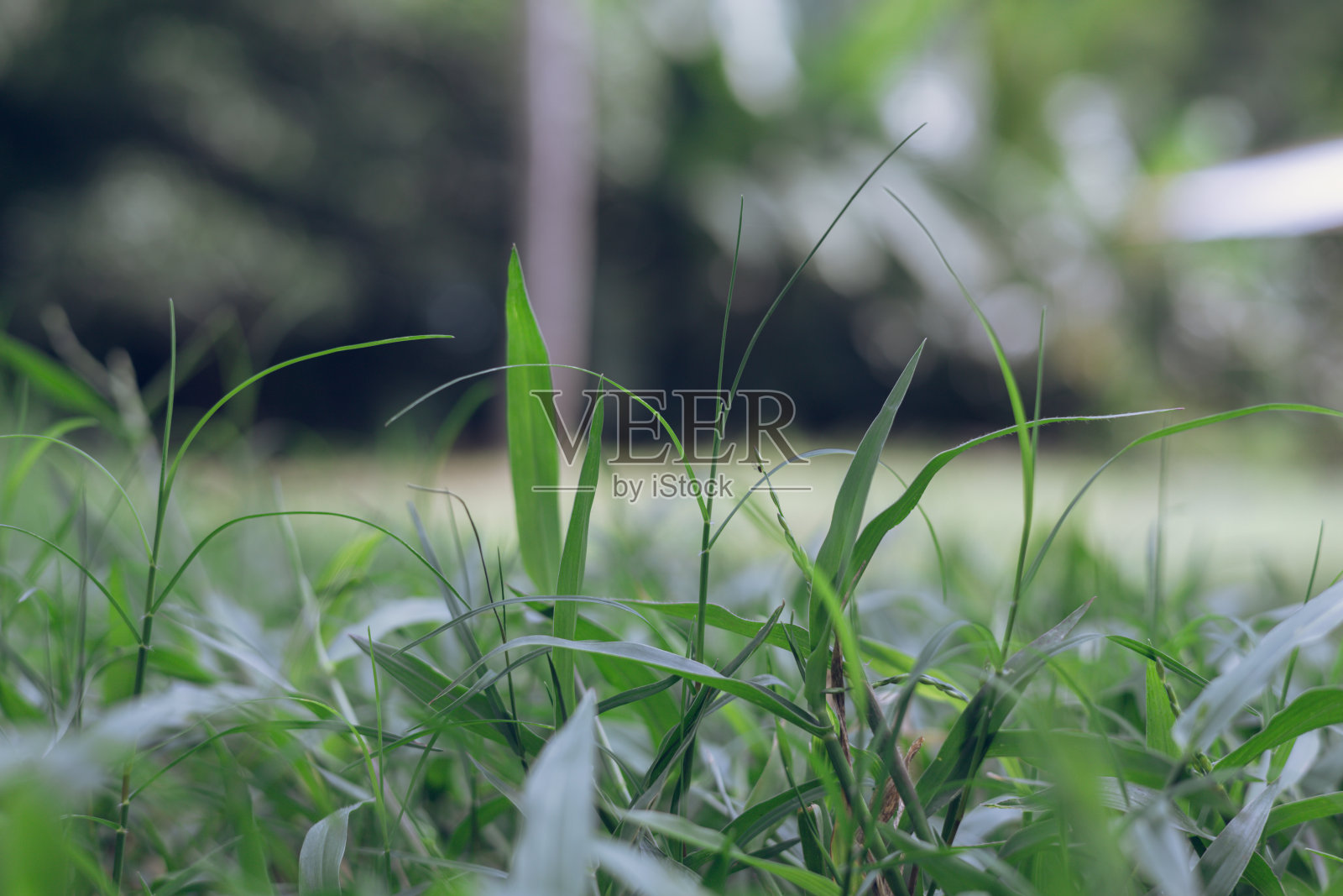 新生的青草，背景是新鲜的绿色照片摄影图片