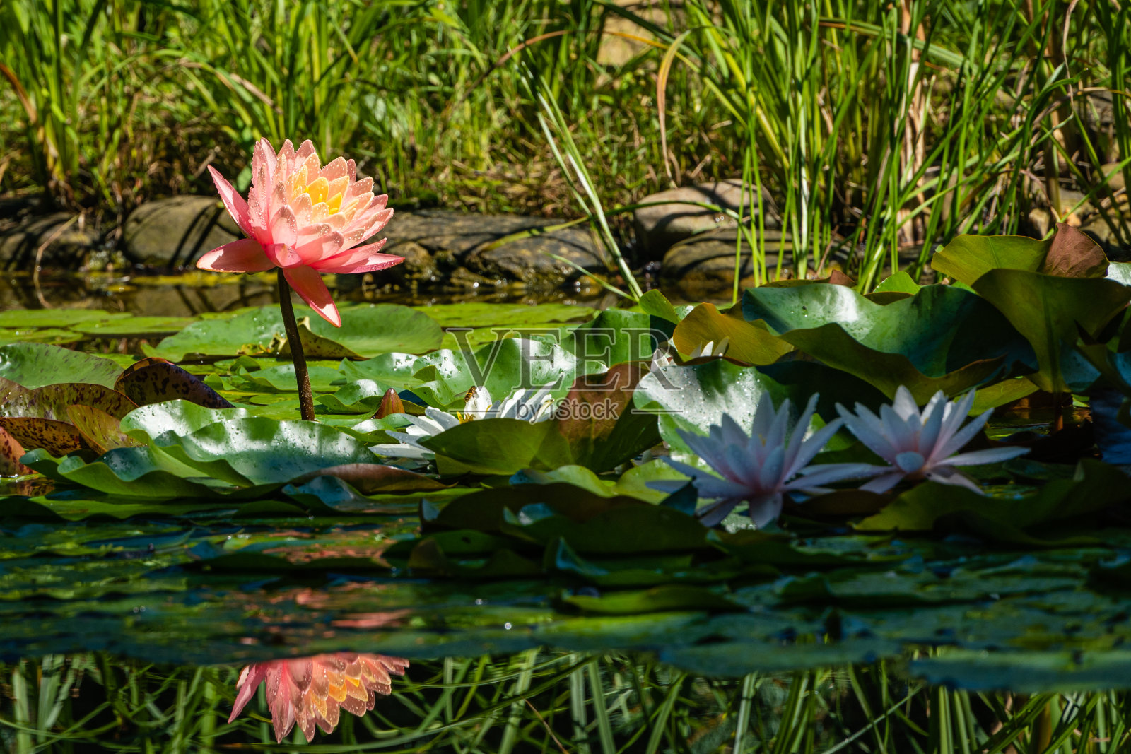 神奇的大明亮的粉红色睡莲或荷花橙色日落佩里在池塘上模糊的背景。花瓣上有雨滴。睡莲的橙色花瓣倒映在水中。照片摄影图片