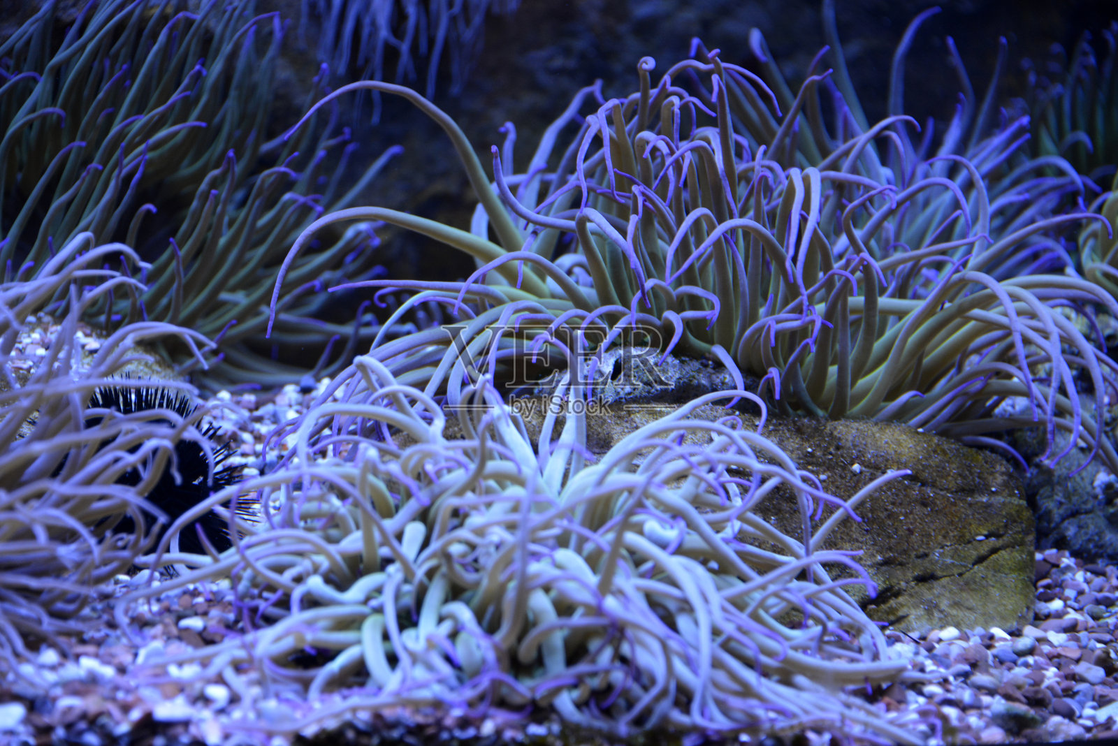 海胆藏在海底的海葵中照片摄影图片